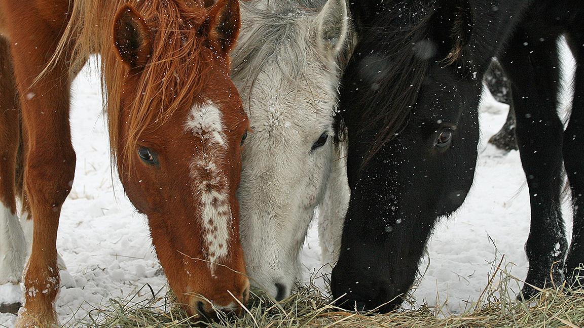 The number of wild horses and burros living on public ranges is more than double the recommended capacity, according to the Bureau of Land Management. (Jana Wilson / Bureau of Land Management)