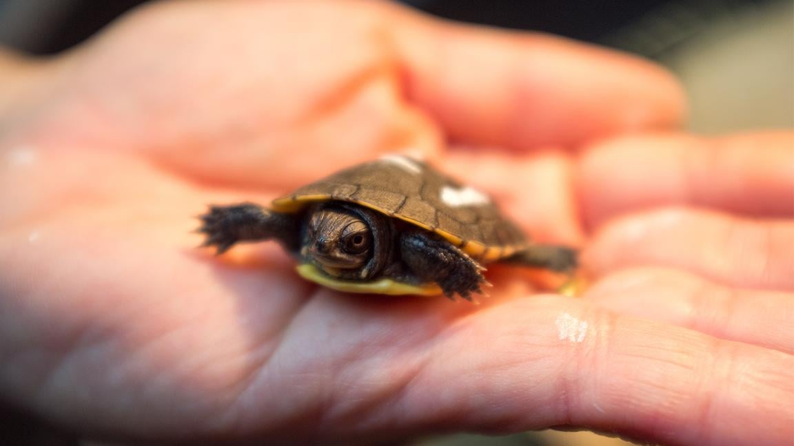 The Blanding's turtles are about one inch in length when the museum receives them. After and two years, they typically grow to five inches. (Peggy Notebaert Nature Museum)