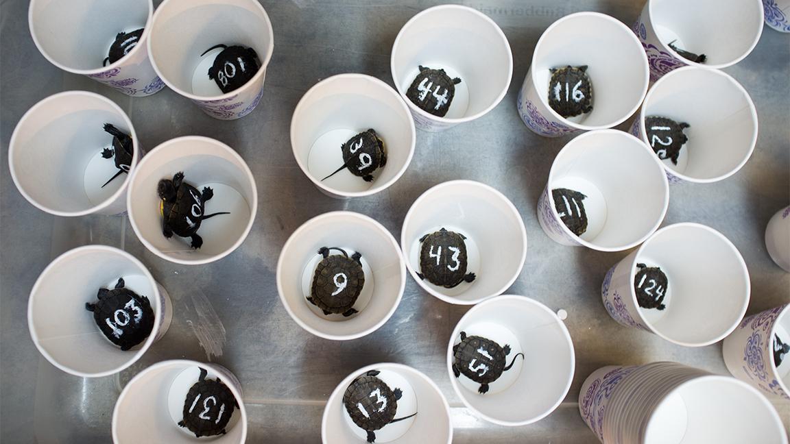 The baby Blanding's turtles are numbered in the order in which they hatched. (Peggy Notebaert Nature Museum)