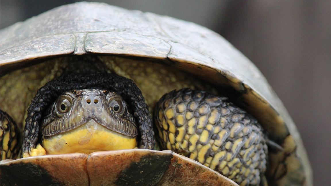 Baby Blanding’s turtles have a "leather soft" shell when they arrive at the museum, according to Celeste Troon, which makes them easy prey. The hinged shell of the turtle allows it to close up its shell and hide from predators. (Tracy Parker / Flickr)