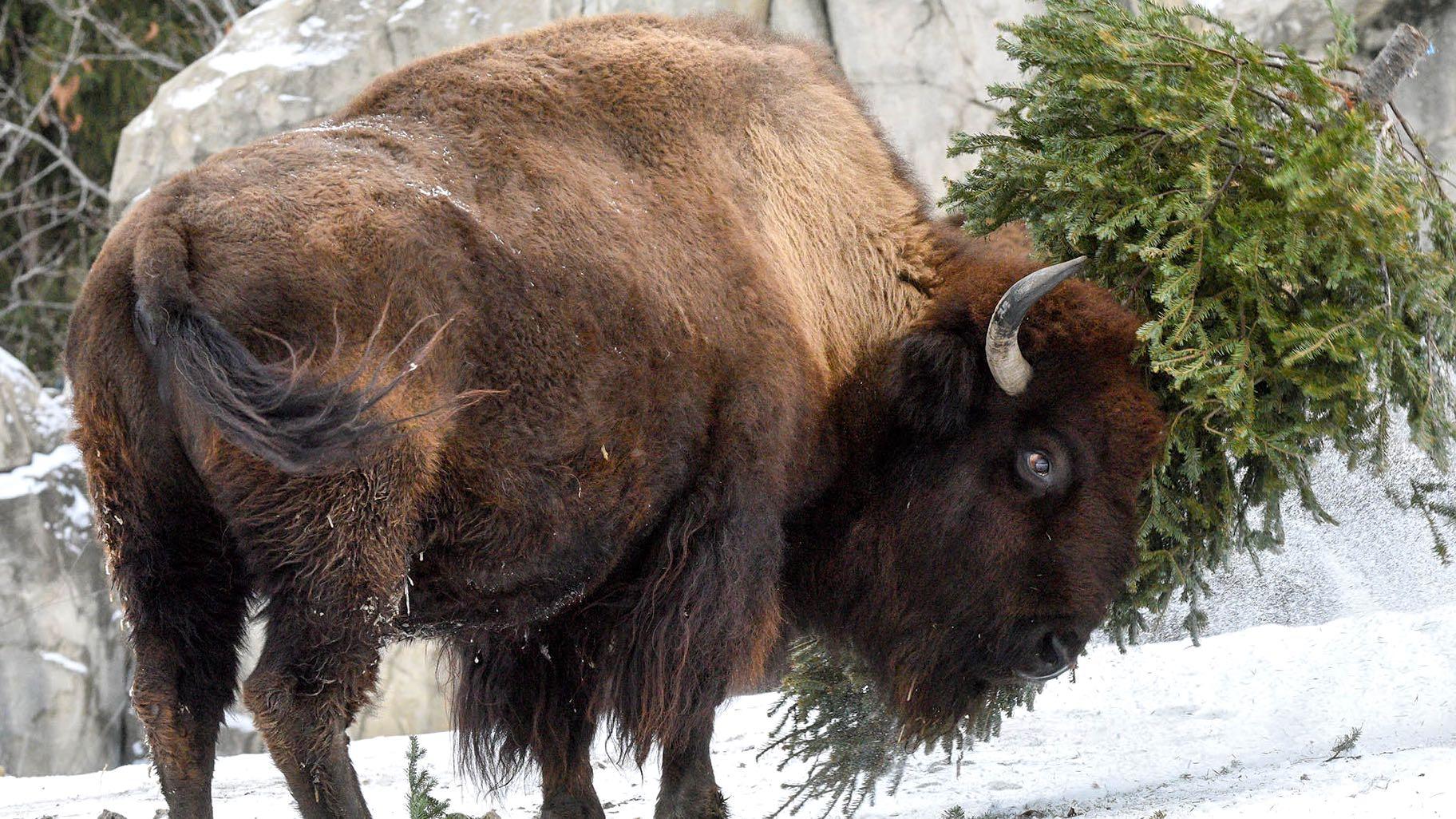 A bison at Brookfield Zoo enjoys a brush with a recycled Christmas tree. (Jim Schulz / CZS-Brookfield Zoo)