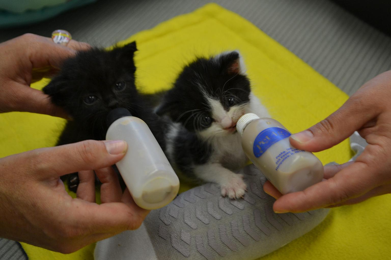 Now 4 weeks old, kittens Jesus, left, and Juan were brought to Chicago Animal Care and Control when they were 1 week old, following a rainstorm that separated them from their mother. (Alex Ruppenthal / Chicago Tonight)