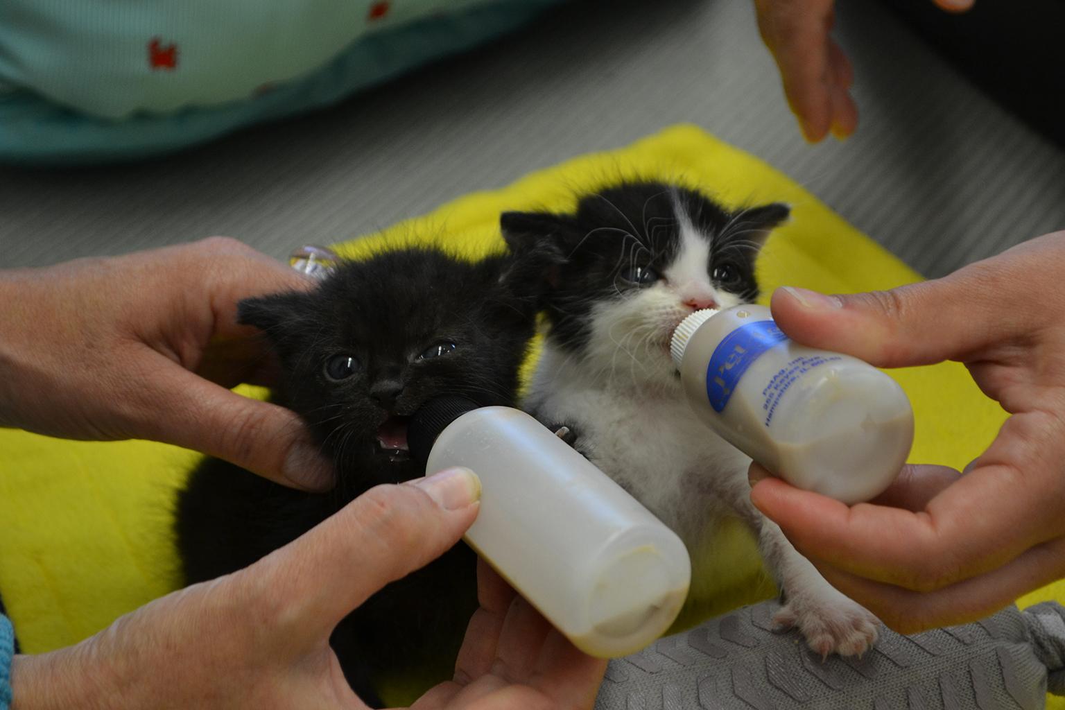 Jesus, left, and Juan are bottle fed at CACC’s shelter. (Alex Ruppenthal / Chicago Tonight)