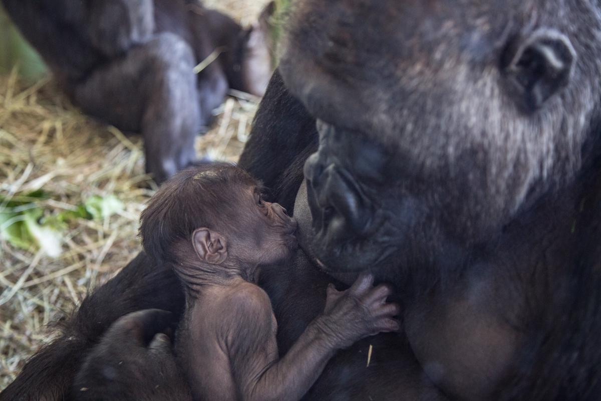 Rollie, a western lowland gorilla at Lincoln Park Zoo, with her male infant, who was born May 12. (Christopher Bijalba / Lincoln Park Zoo)