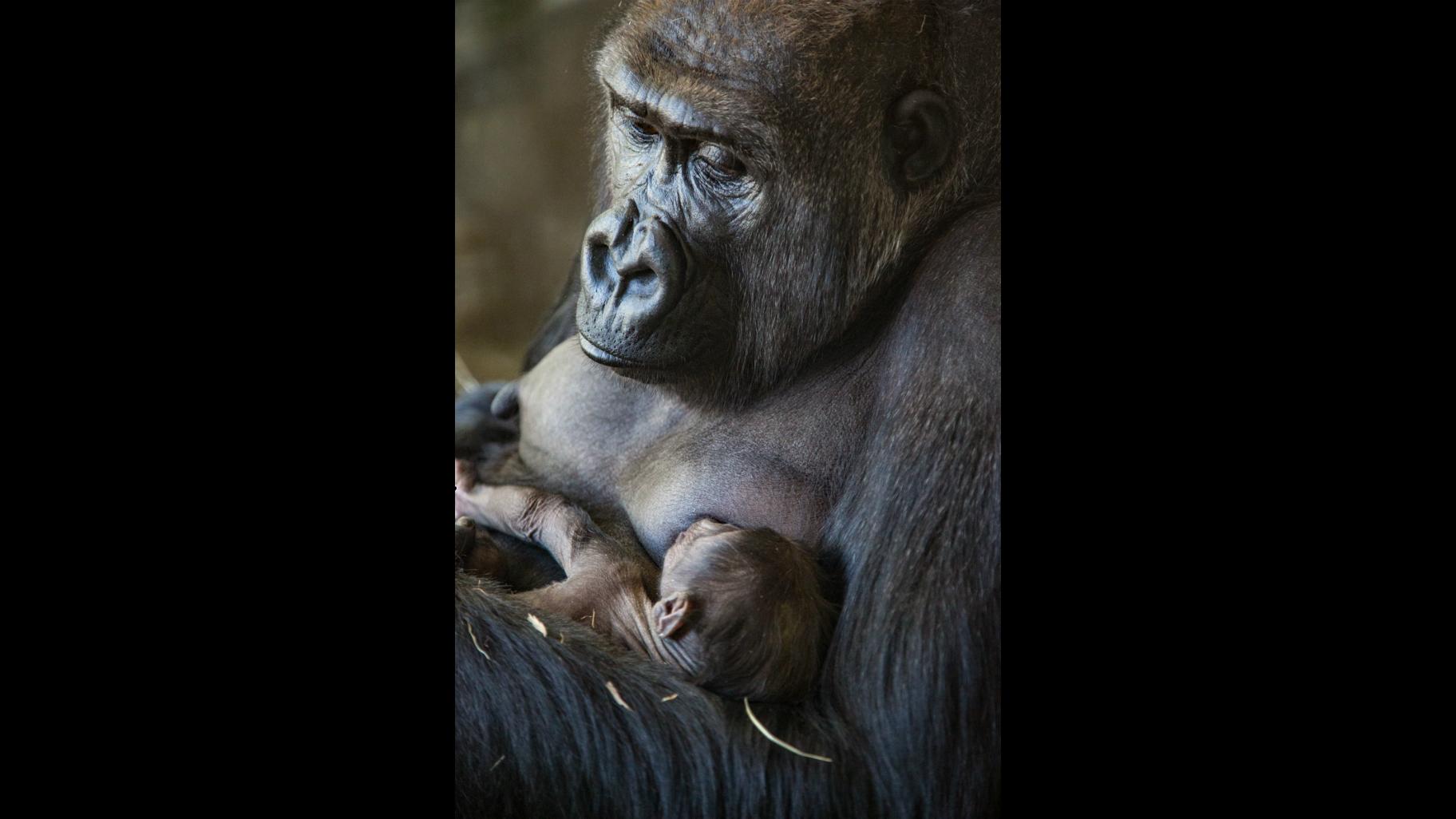 A male infant western lowland gorilla was born May 12 at Lincoln Park Zoo. (Christopher Bijalba / Lincoln Park Zoo)