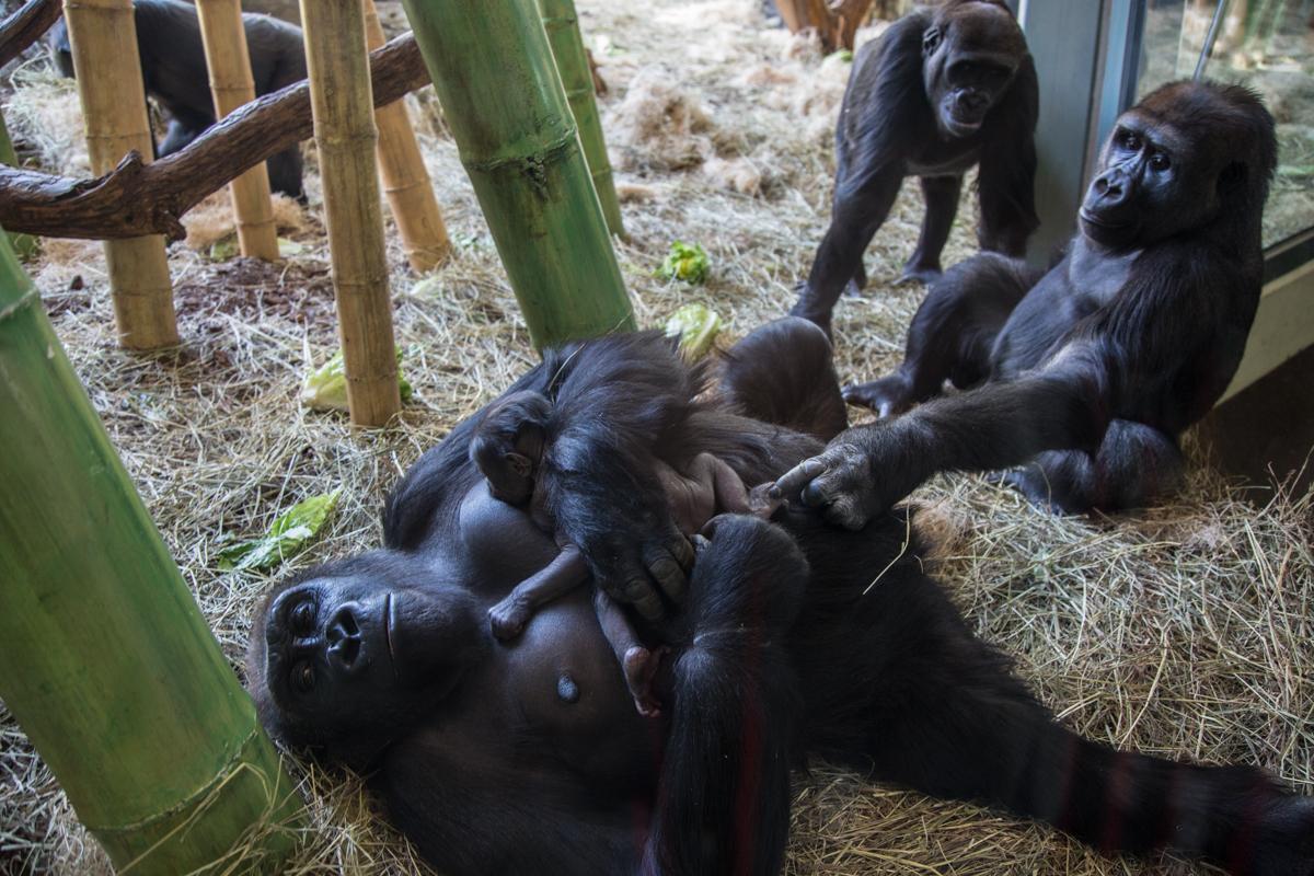 A newborn western lowland gorilla joins a family of seven at Lincoln Park Zoo. (Christopher Bijalba / Lincoln Park Zoo)