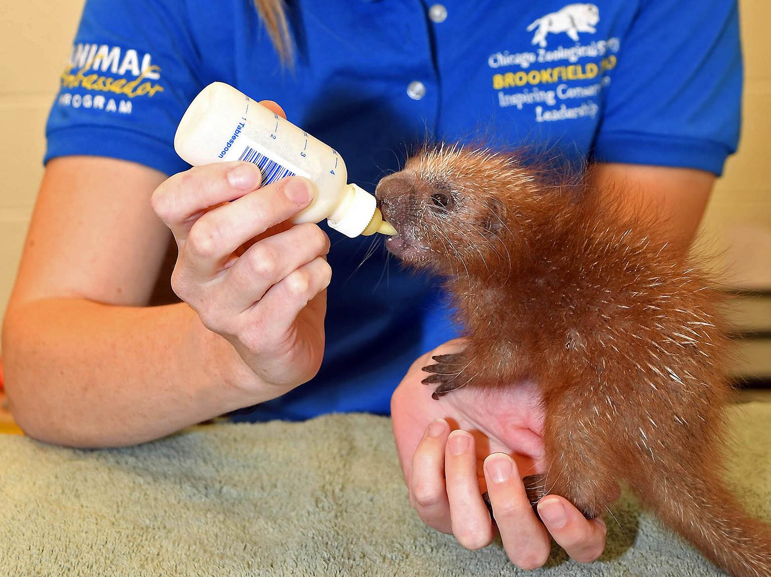 A baby prehensile-tailed porcupine was born at Brookfield Zoo last month. The porcupine is being hand-reared by the zoo's animal care staff. (Jim Schulz / Chicago Zoological Society)