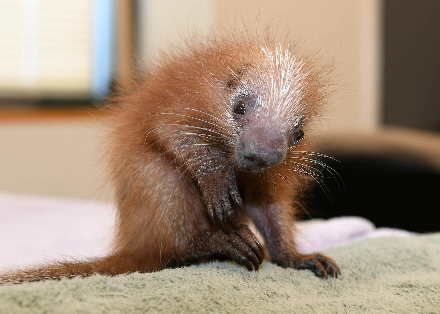 baby porcupine