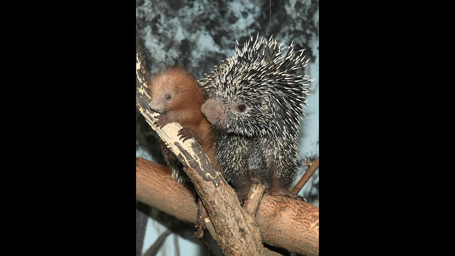 Lucia, a 5-year-old prehensile-tailed porcupine at Brookfield Zoo, gave birth to a male porcupette last month. (Jim Schulz / Chicago Zoological Society)