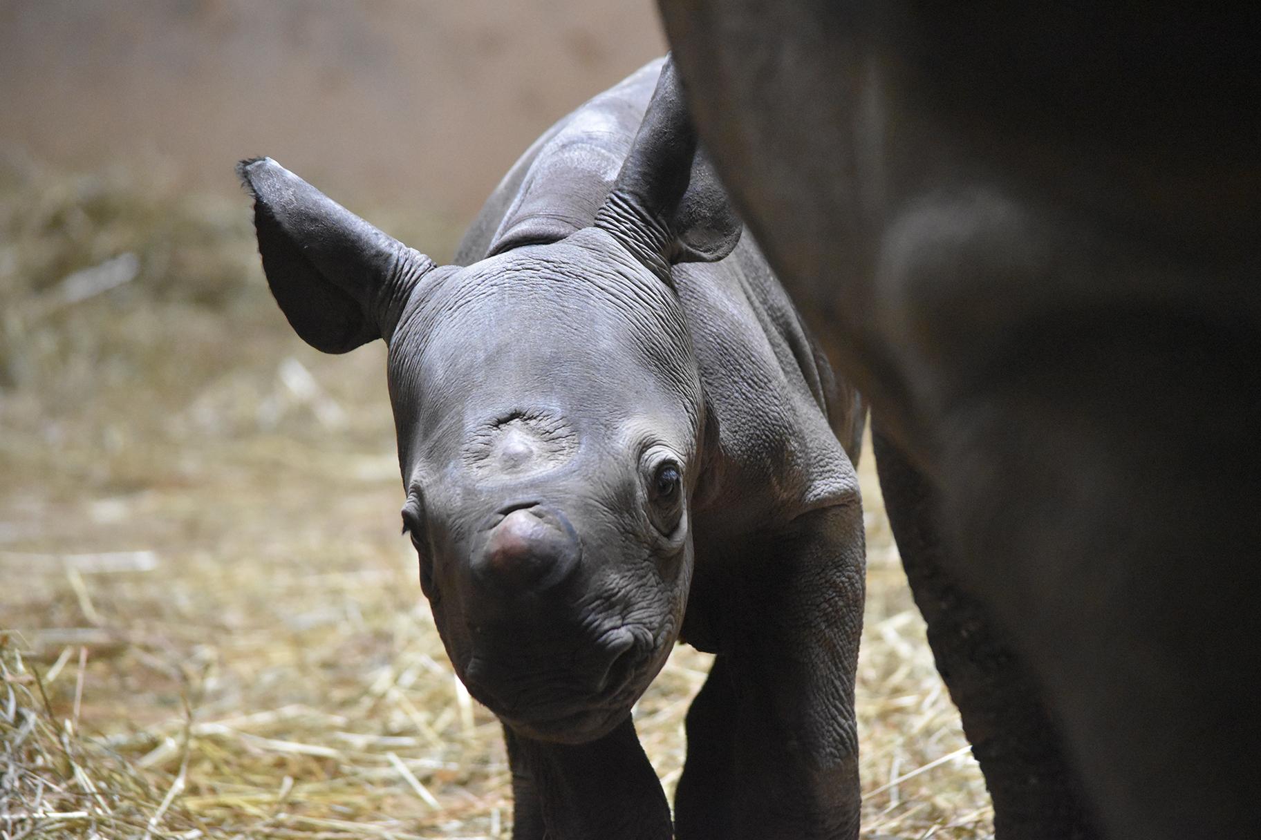 A newborn rhino calf at Lincoln Park Zoo stood on all four legs just 53 minutes after birth. (Courtesy Lincoln Park Zoo) 