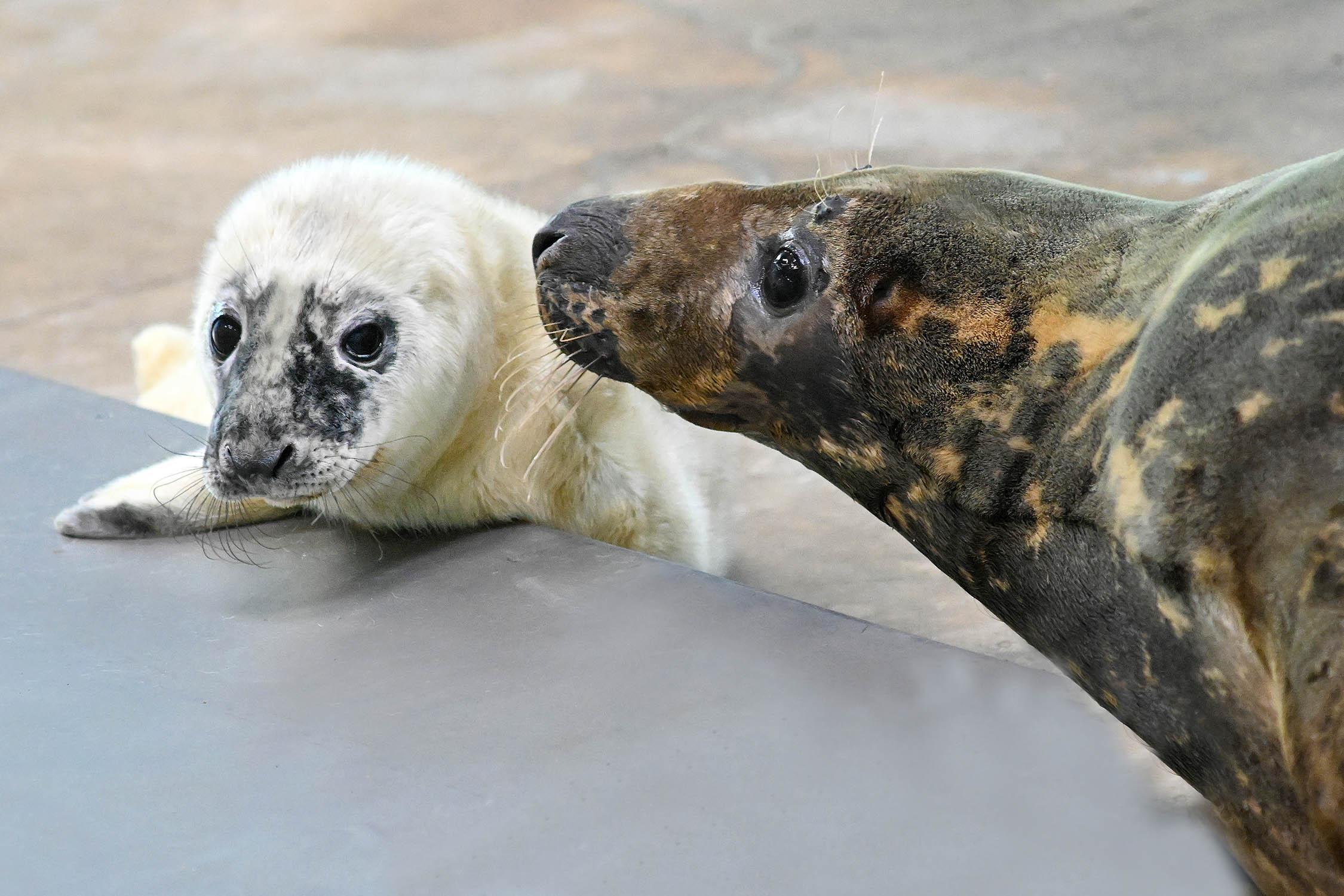 Look at That Face: Brookfield Zoo's Baby Seal in the Running for