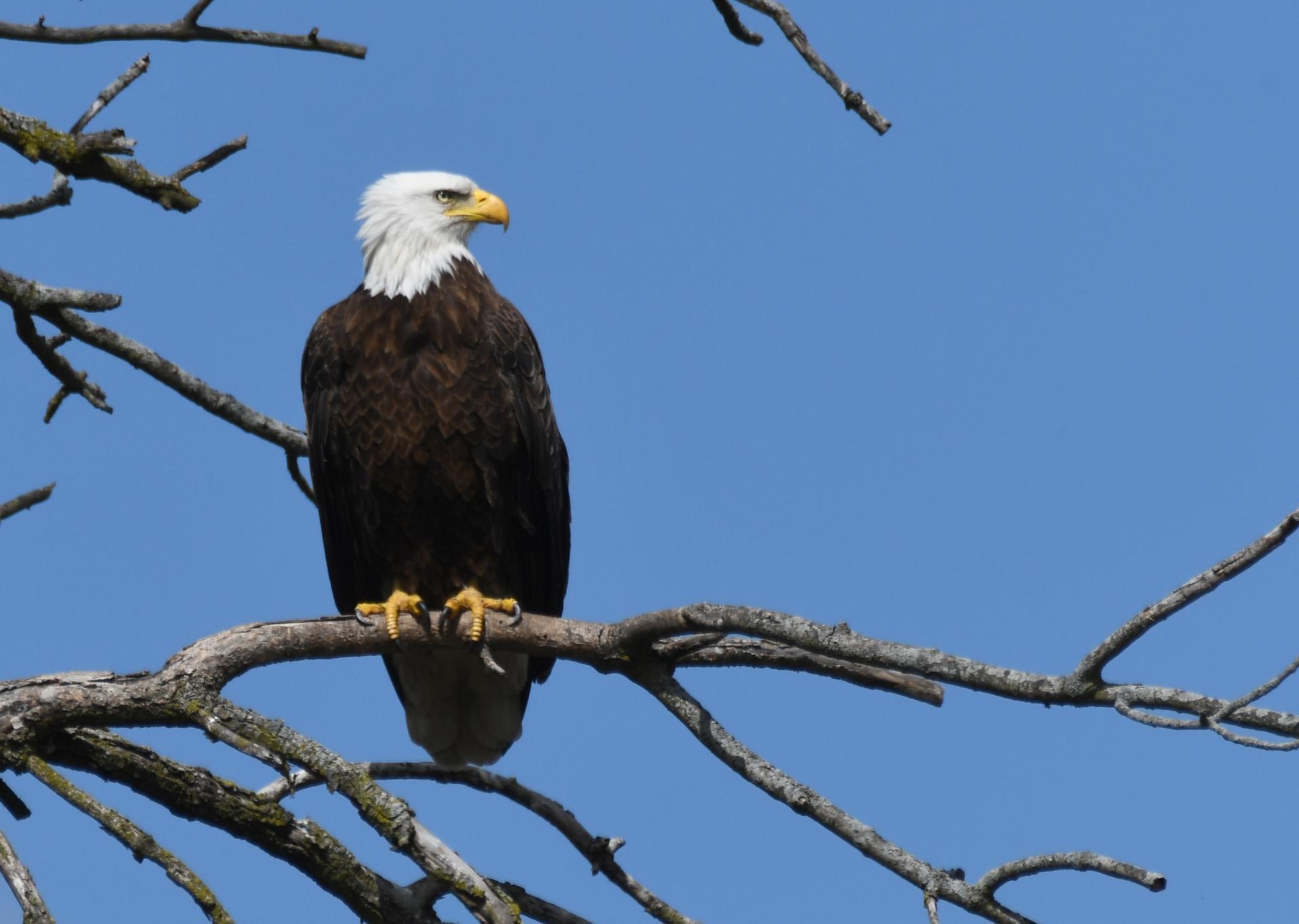 The Forest Preserve District of Will County’s “Eagle Watch” is set for 11 a.m. to -3 p.m. Saturday, Jan. 8, at Four Rivers Environmental Education Center in Channahon. (Photo by Forest Preserve staff / Chad Merda)