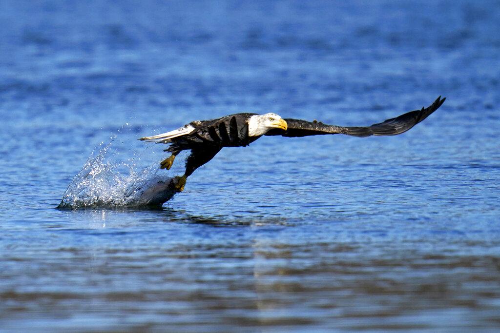 In this Nov. 20, 2020, file photo, a bald eagle grabs a fish from the Susquehanna River near the Conowingo Dam, in Havre De Grace, Md. (AP Photo / Julio Cortez)