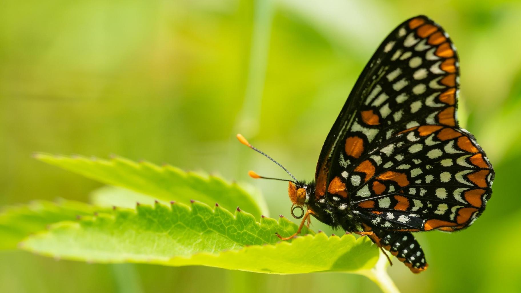 The Nature Museum is breeding Baltimore checkerspot butterflies in the lab, and then releasing them into area nature preserves to help boost the population. (Bookguy / iStock)