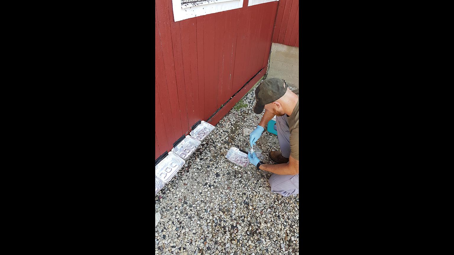 Lincoln Park Zoo's Matt Mulligan collects samples of bat guano in the field. (Courtesy Lincoln Park Zoo)