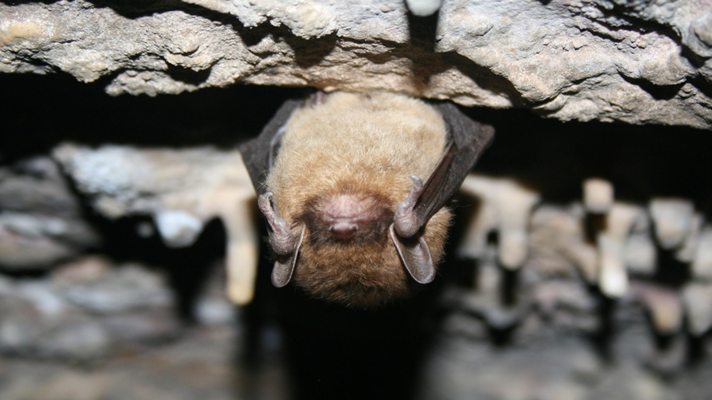 A little brown bat. Photo by Ann Froschauer. (U.S. Fish and Wildlife Service Headquarters / Flickr)