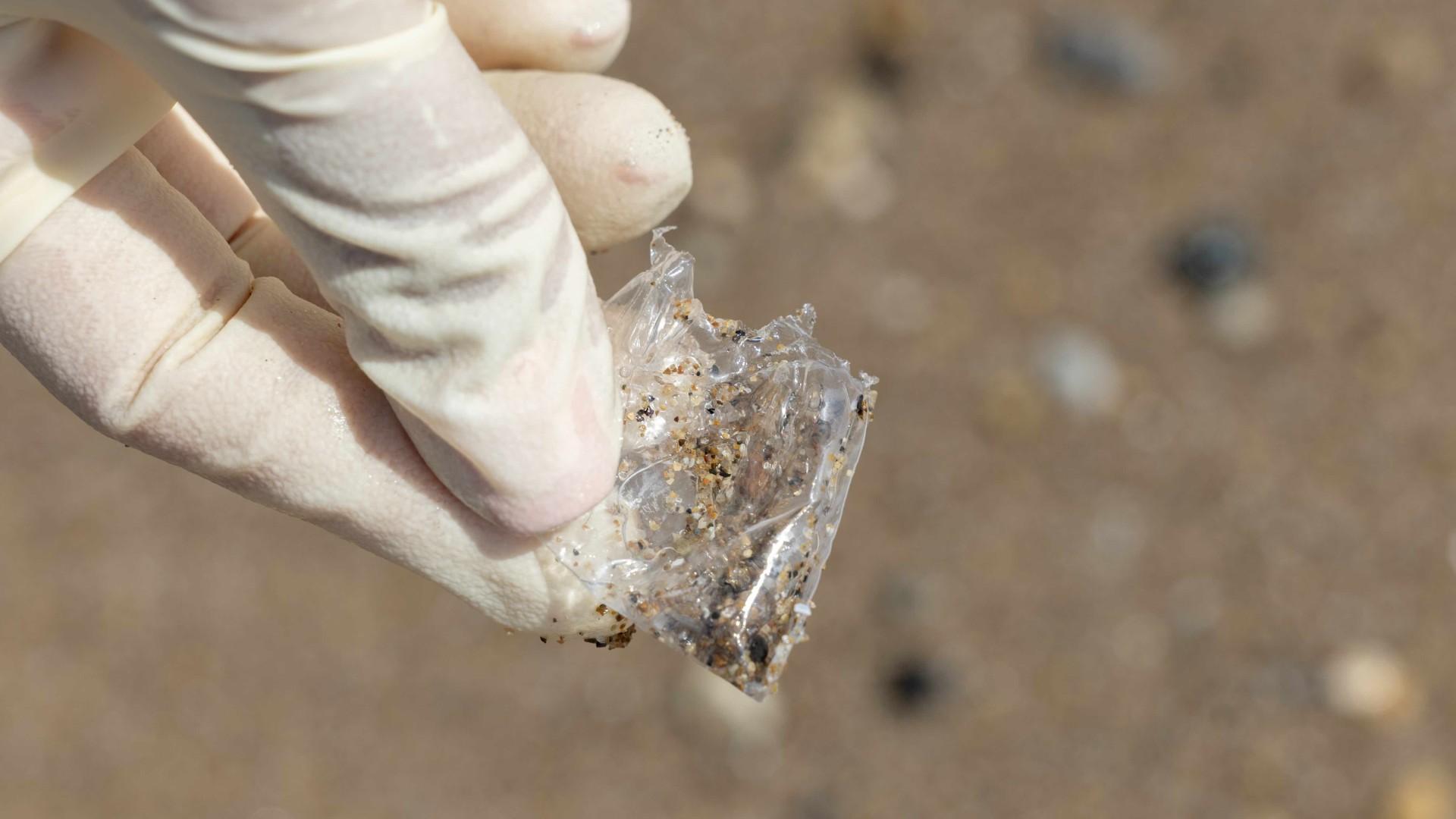 Small bits of plastic littering Chicago beaches pose a danger to wildlife, who might mistake the trash for food. (Courtesy of Shedd Aquarium)