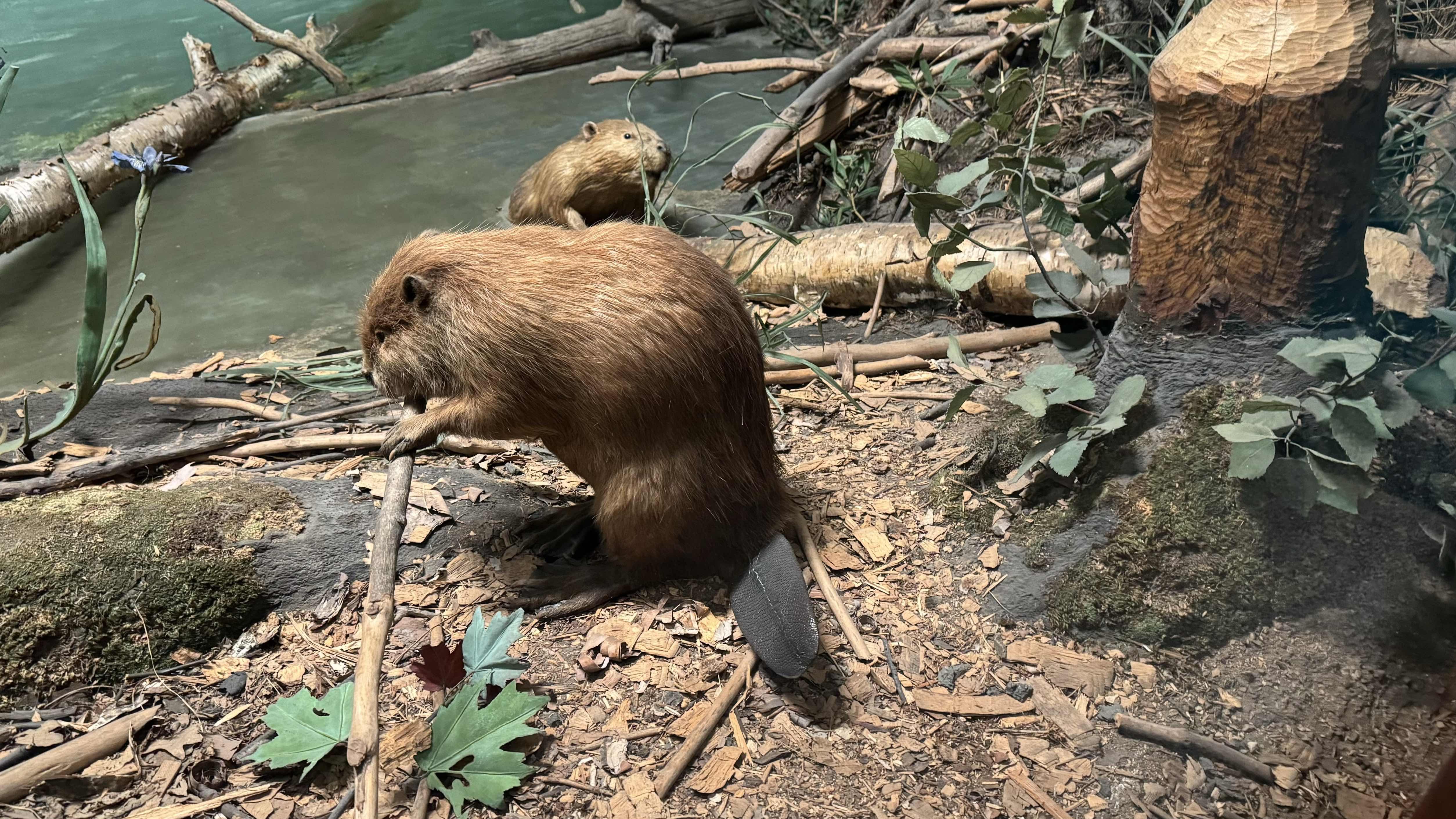 The Field Museum's diorama contains actual beaver specimens and replicates their natural environment and behaviors. (Patty Wetli / WTTW News) The Field Museum's diorama contains actual beaver specimens and replicates their natural environment and behaviors. (Patty Wetli / WTTW News)