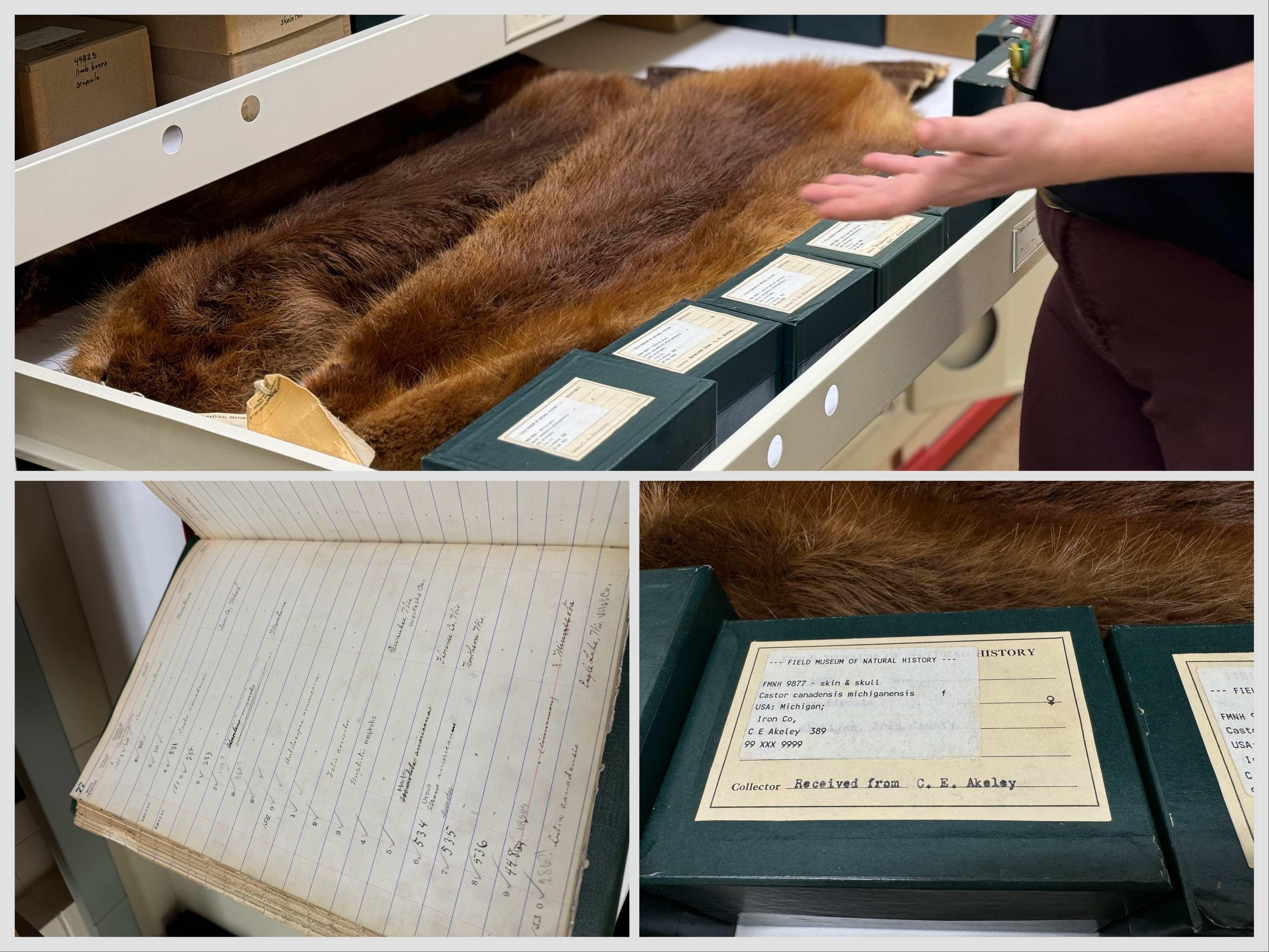 The Field Museum’s specimen collection acts very much like a library, keeping meticulous records of where an animal lived and died, how it died, who prepared the specimen, and when it entered the Field’s collection, among other bits of information. (Patty Wetli / WTTW News)