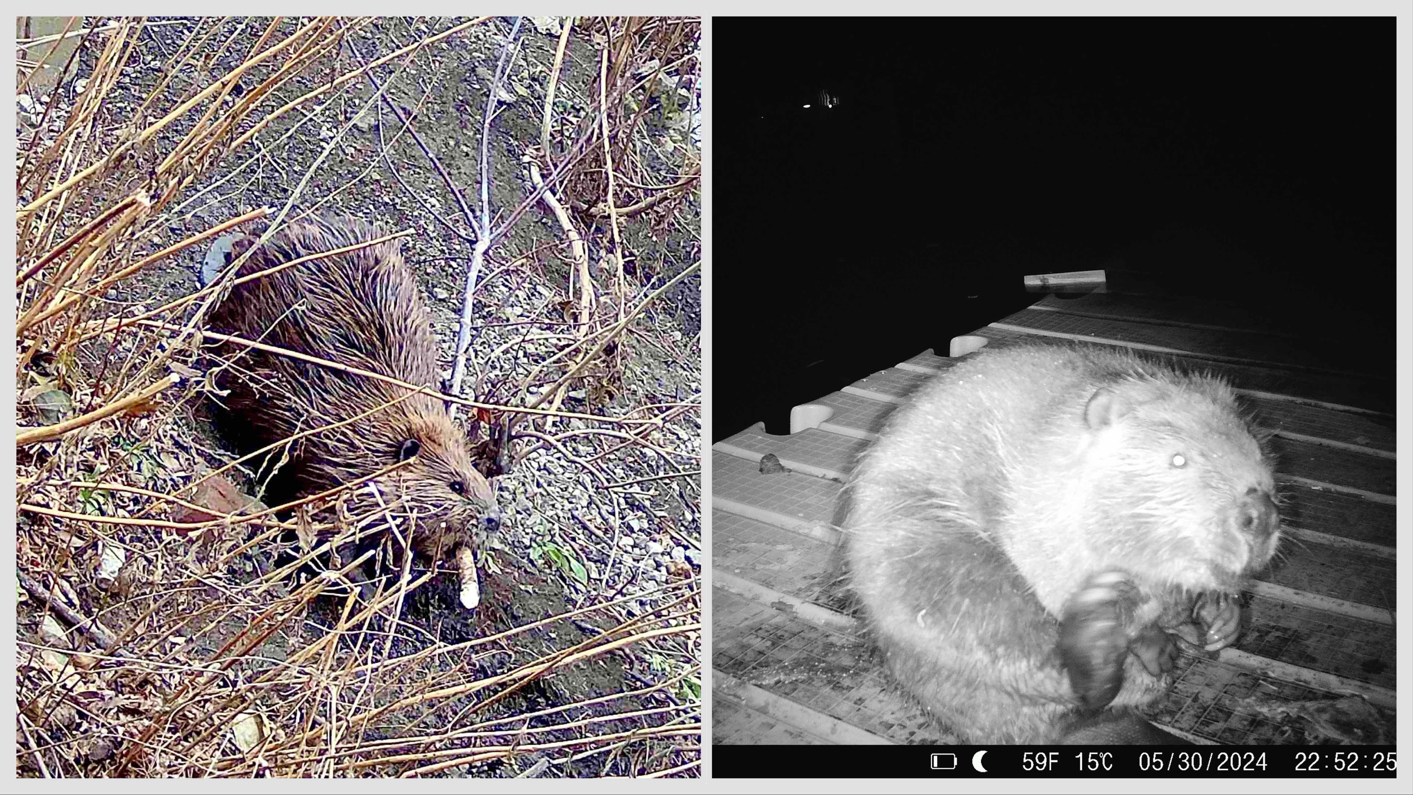Urban Rivers’ wildlife cameras have captured beaver activity along the Chicago River. Beavers are most active from dusk to dawn, gathering branches either as building material or food, keeping a cache underwater. (Courtesy of Urban Rivers)