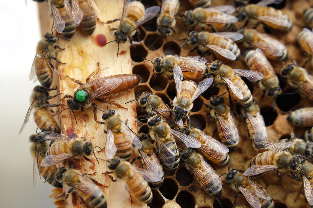 In this Aug. 7, 2019, file photo, the queen bee (marked in green) and worker bees move around a hive at the Veterans Affairs in Manchester, N.H. (AP Photo / Elise Amendola, File)