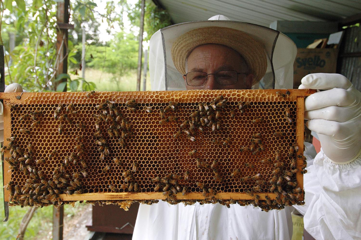 How to Be a Natural Beekeeper – Mother Earth News