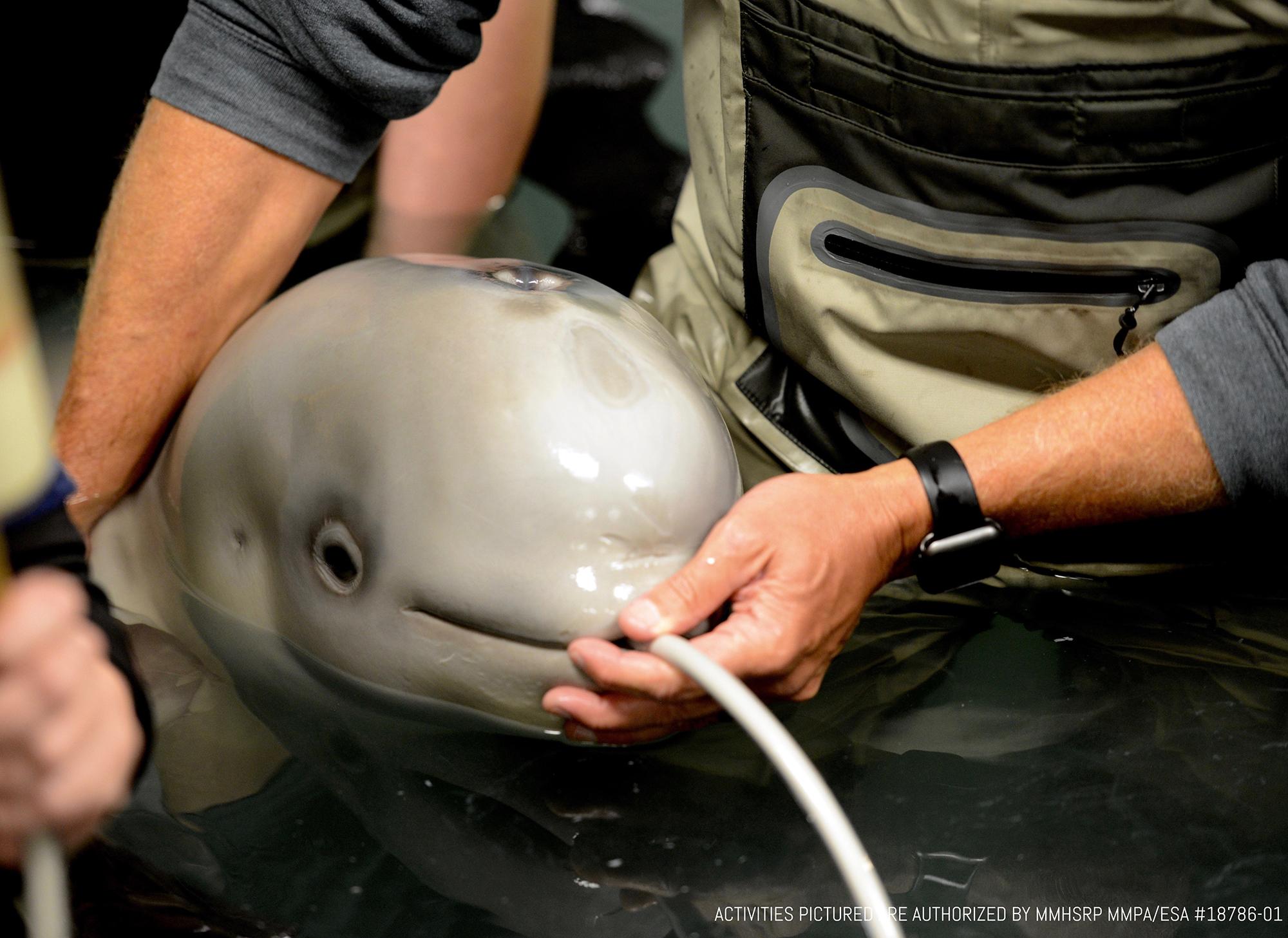 First 'retirement home' for showbiz beluga whales