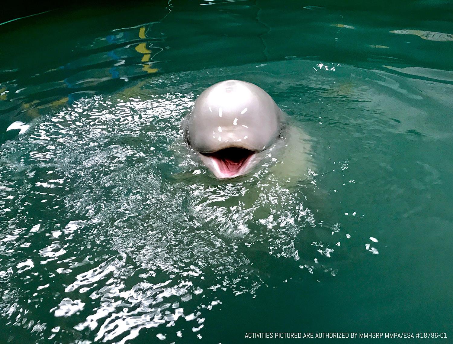 First 'retirement home' for showbiz beluga whales