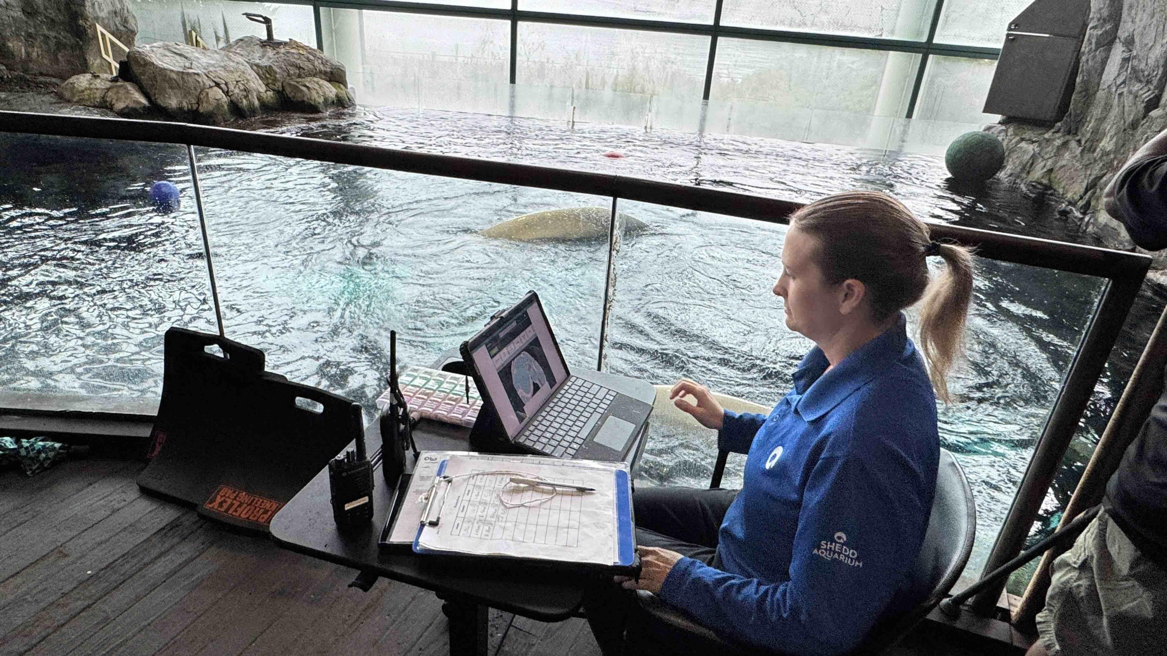 Alicia Atkins, a senior trainer at Shedd, monitors the aquarium’s six rescued female belugas, tracking their behavior. (Patty Wetli / WTTW News)