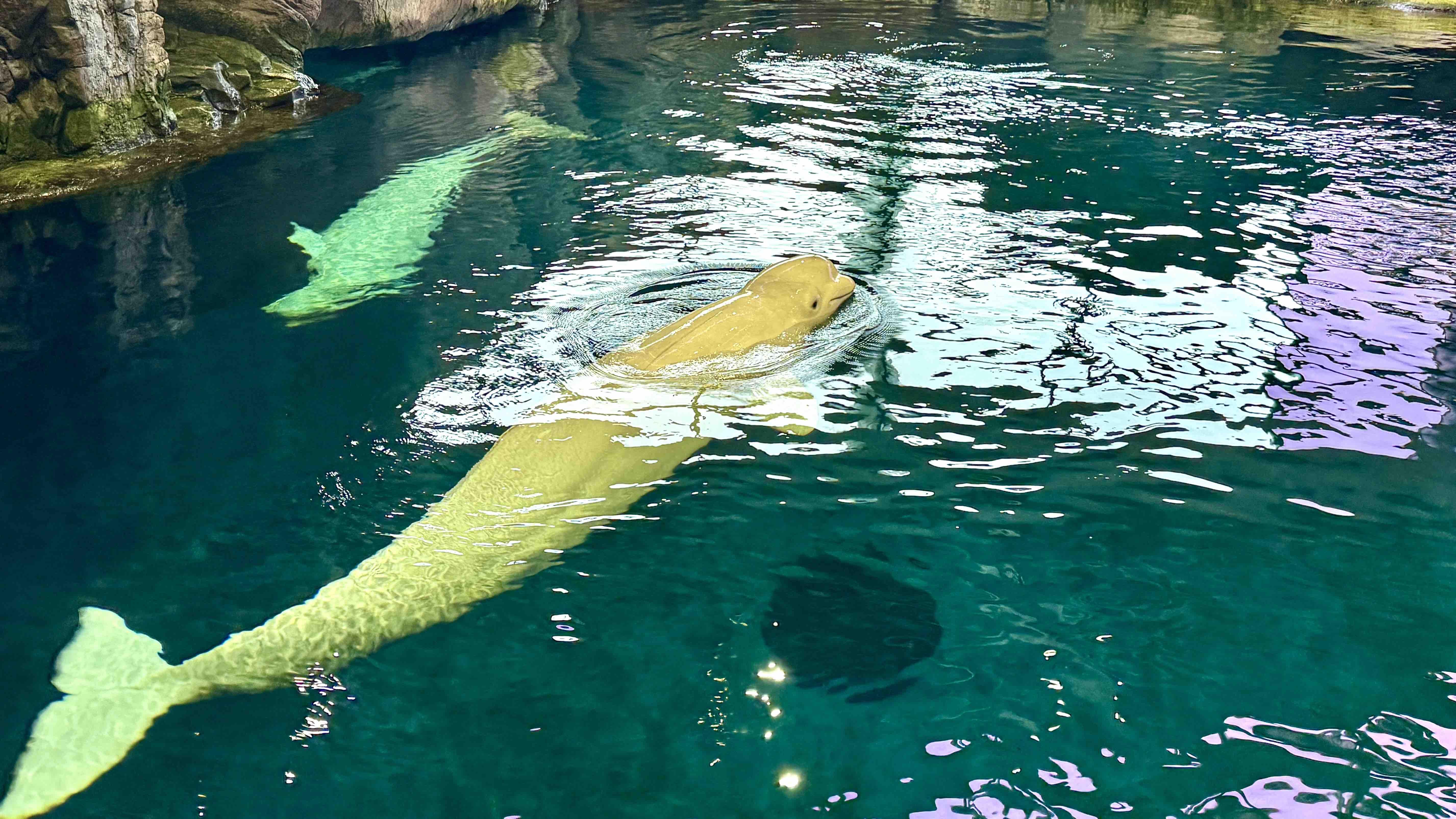 Male belugas Gimli and Yukon, the last to arrive at Shedd from Marineland, check out their new digs, Sept. 17, 2026. (Patty Wetli / WTTW News)