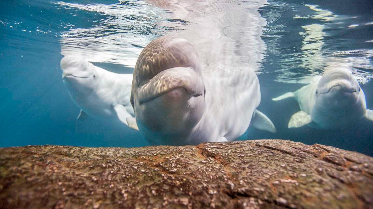 Beluga whales at Shedd Aquarium. (Brenna Hernandez / Shedd Aquarium) Beluga whales at Shedd Aquarium. (Brenna Hernandez / Shedd Aquarium)