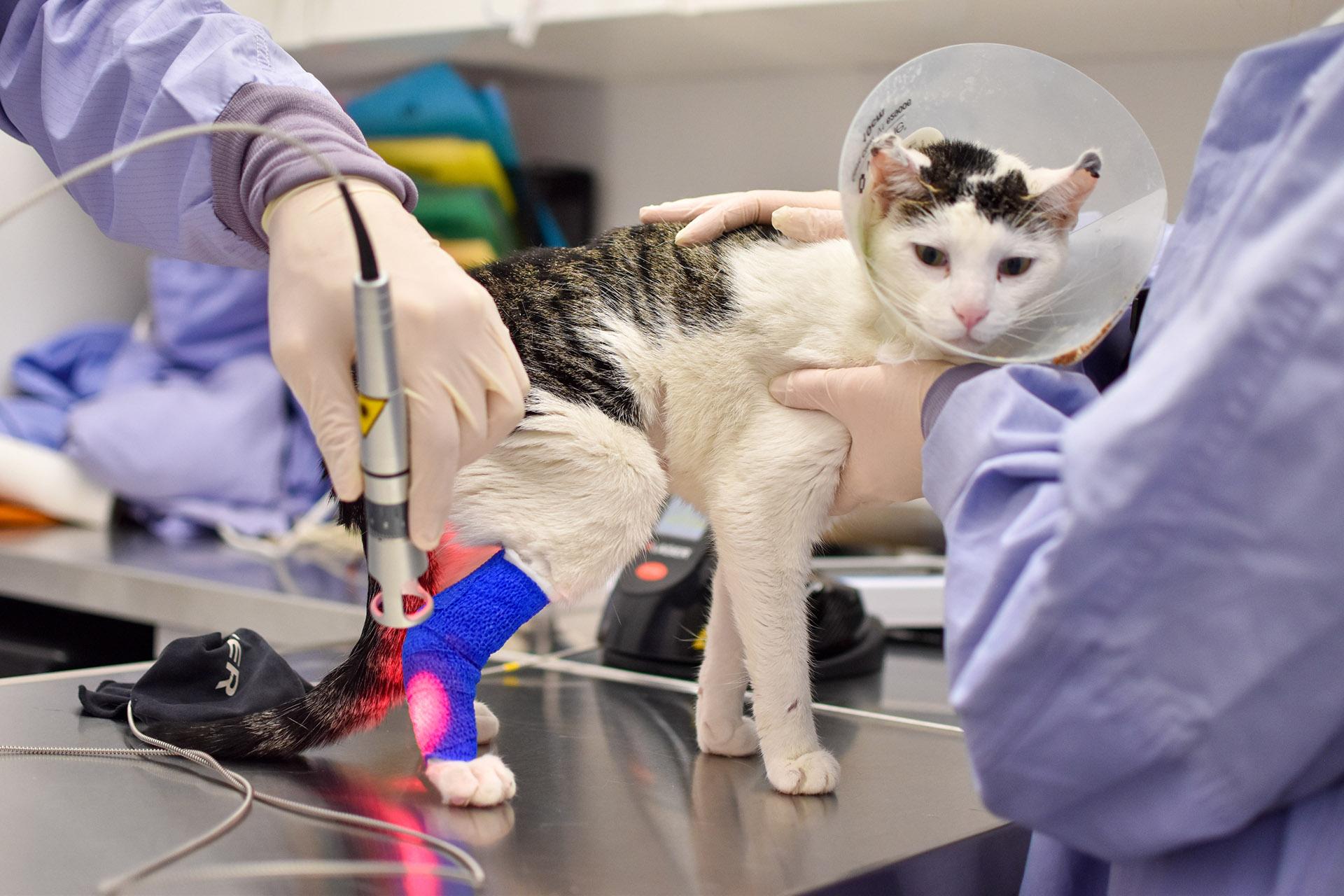 Beverly receives laser treatment before going to a foster home. (Courtesy of PAWS Chicago)