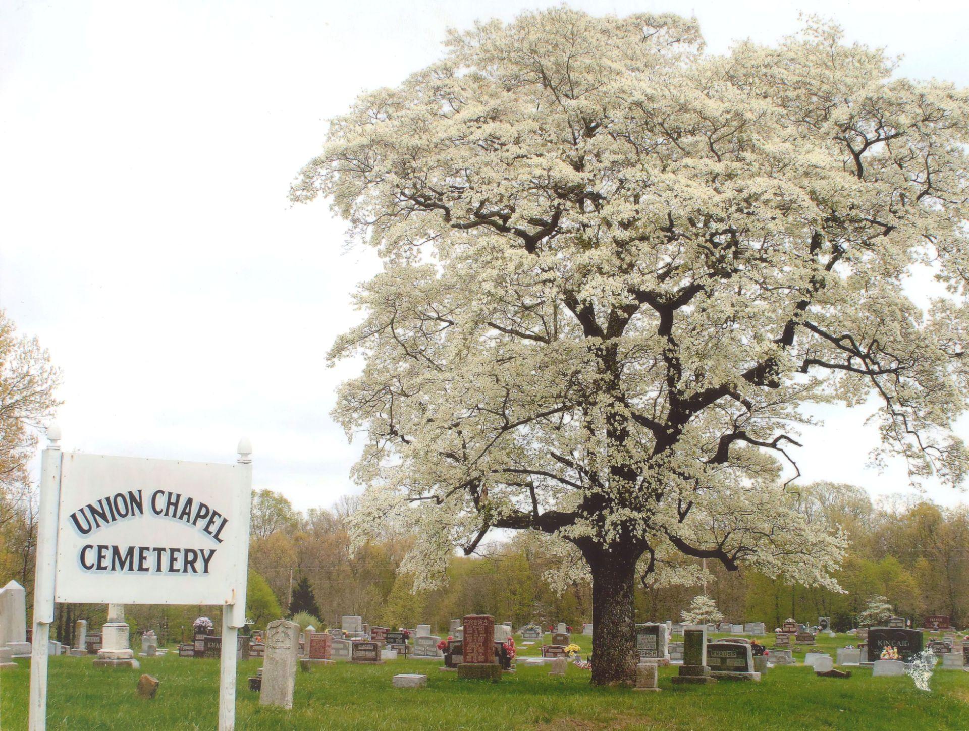 Illinois' state champ flowering dogwood. (Illinois Big Tree Register)