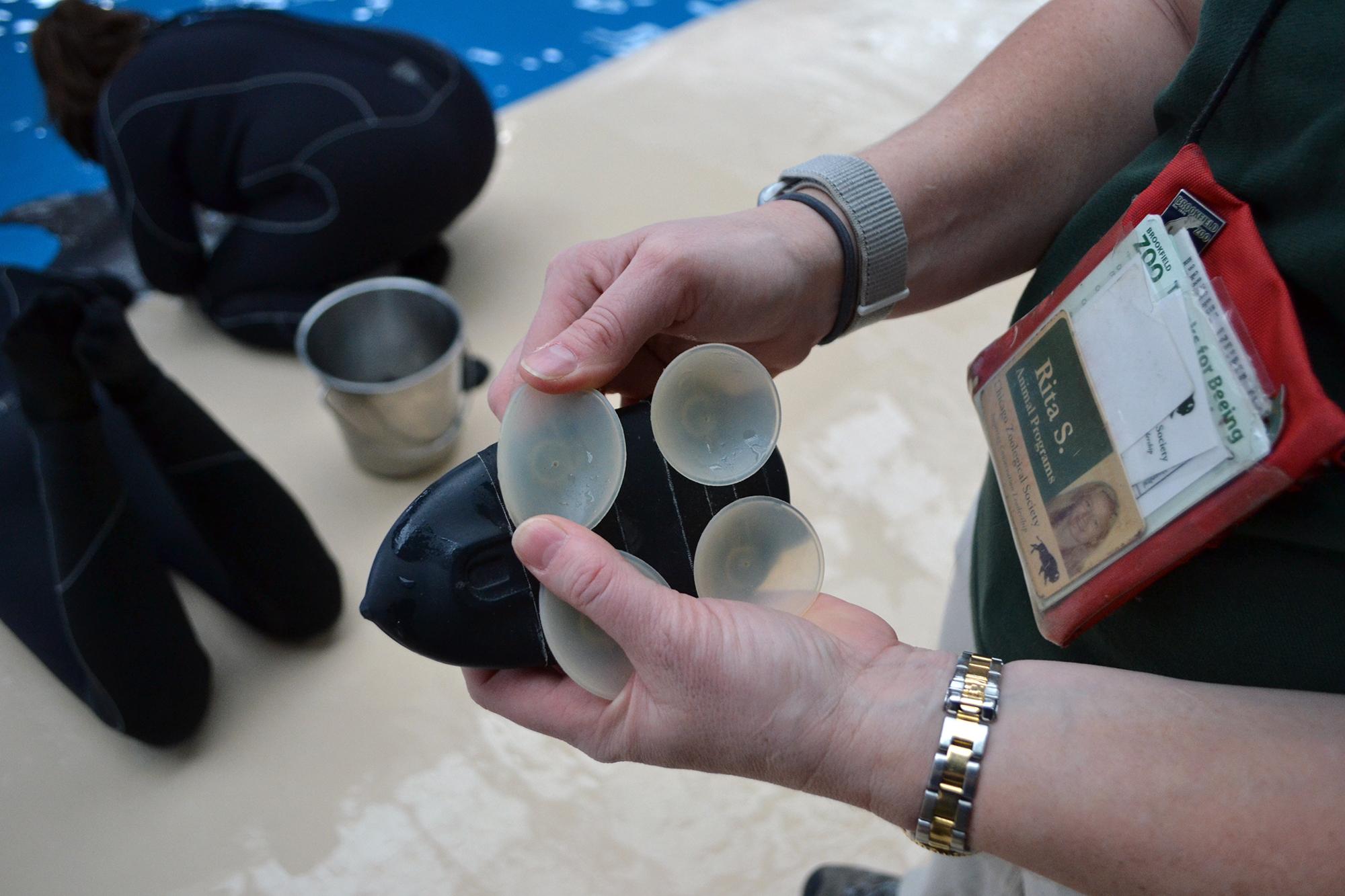 Four specially-designed suction cups are used to attach a bio-logging device to the backs of bottlenose dolphins at Brookfield Zoo. (Alex Ruppenthal / Chicago Tonight)