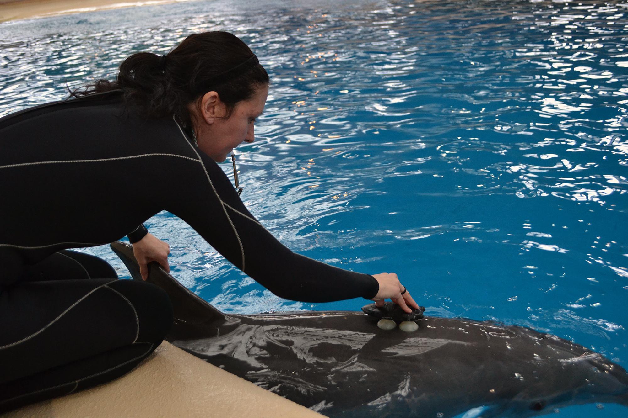 Brookfield Zoo senior animal care specialist Melissa Zabjonik attaches a bio-logging device to the back of Spree, a 14-year-old female bottlenose dolphin. (Alex Ruppenthal / Chicago Tonight)