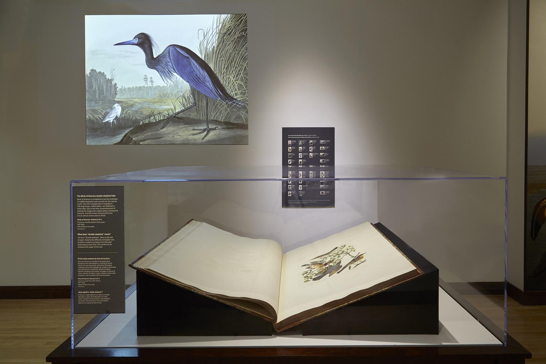 A new exhibit at the Field Museum showcases “The Birds of America,” a groundbreaking book published by painter and ornithologist John James Audubon. (Michelle Kuo / Field Museum)