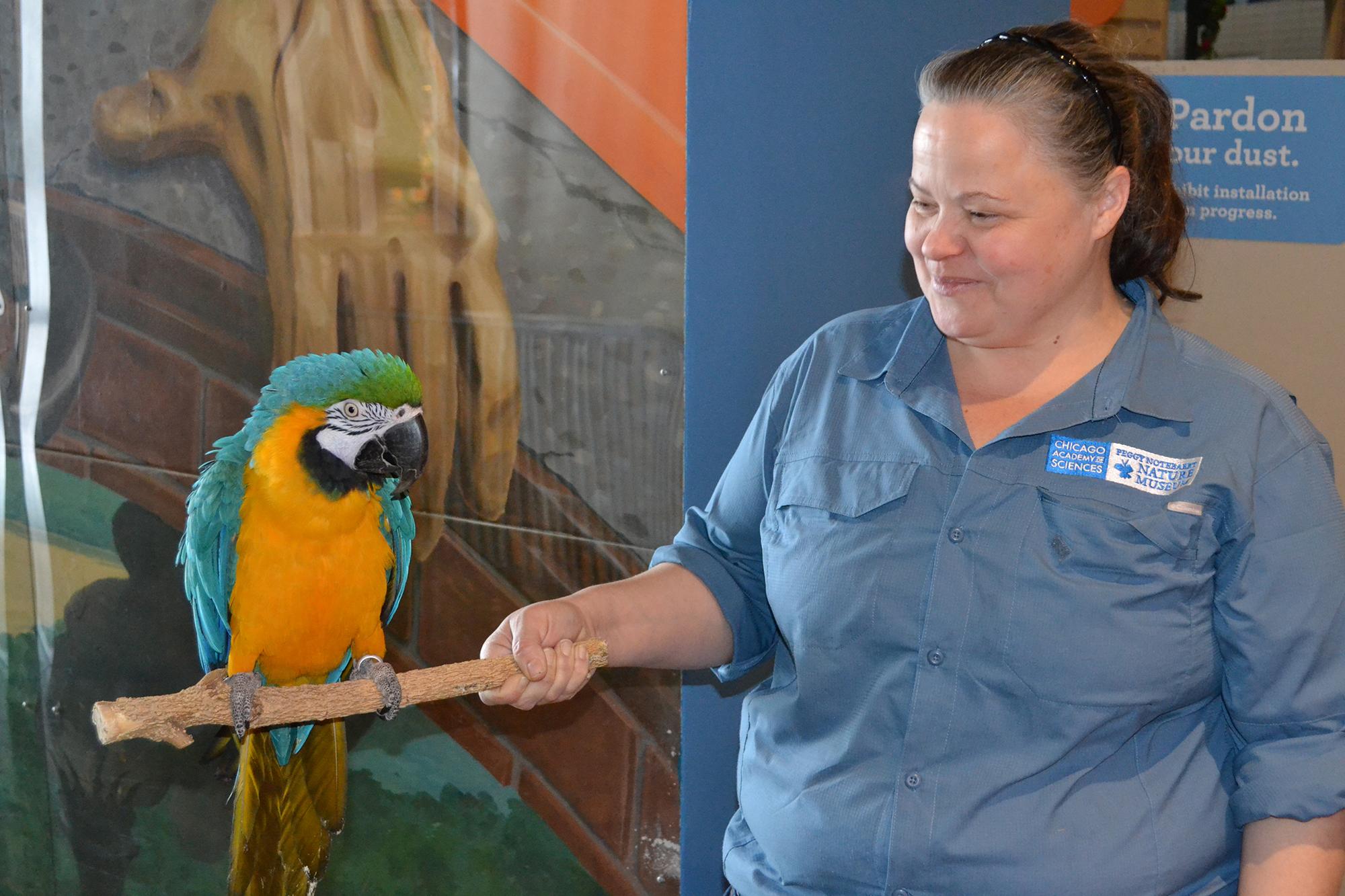 Missy, a 26-year-old blue and gold macaw, sits on a branch held by Lalainya Goldsberry, animal caretaker at the Peggy Notebaert Nature Museum. 