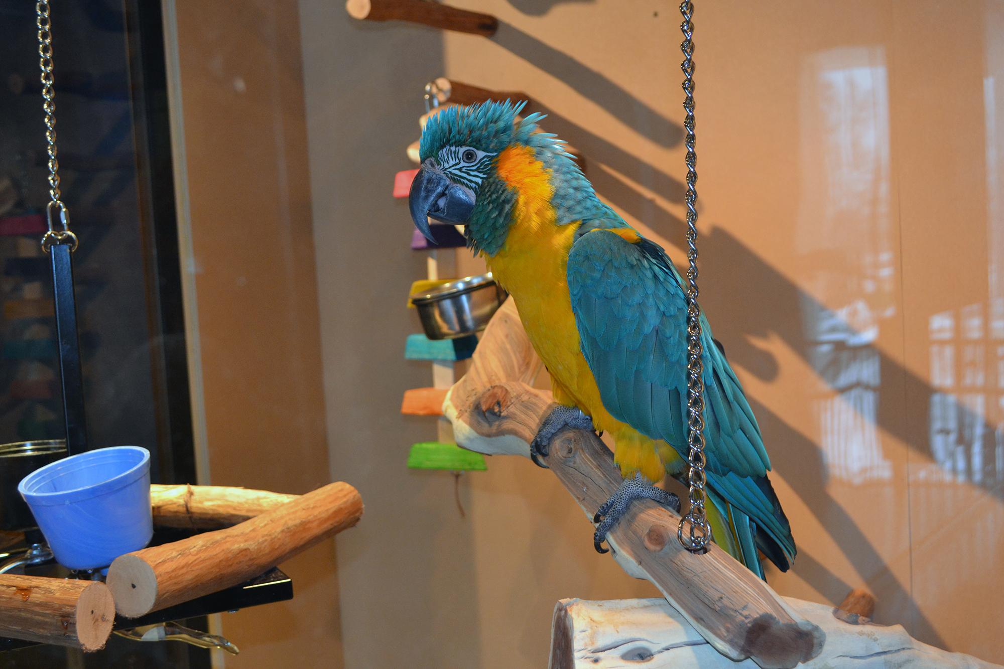 Iggy, an 8-year-old blue-throated macaw, inside The Bird House at the Peggy Notebaert Nature Museum. 