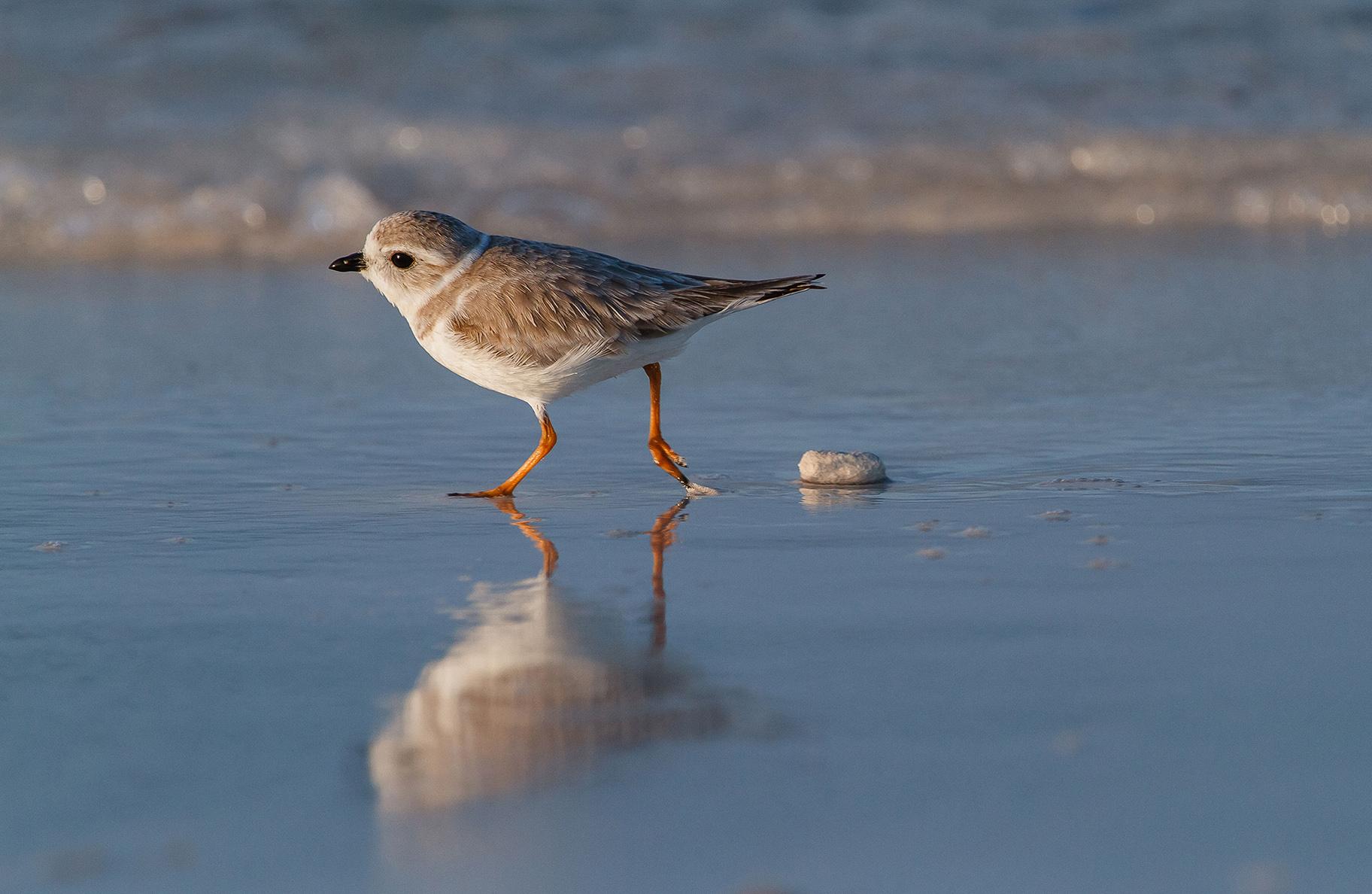 A piping plover (Lorraine Minns / Audubon Photography Awards) 