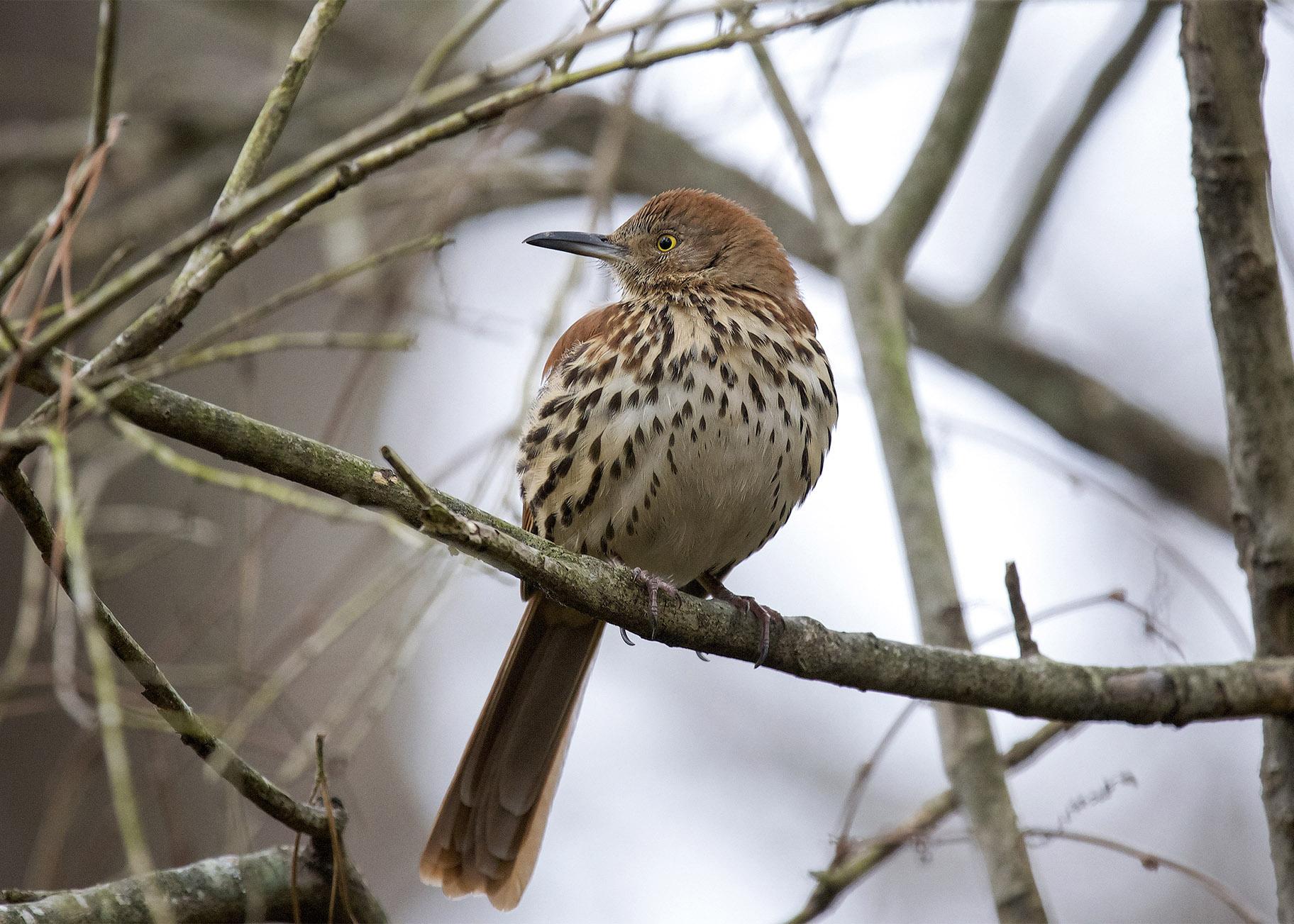 A brown thrasher (Una Davenhill / Great Backyard Bird Count) 