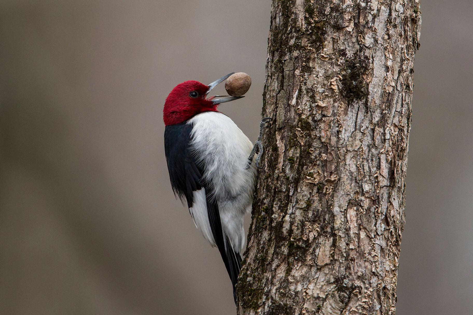 A red-headed woodpecker (Gary Robinette / Audubon Photography Awards) 