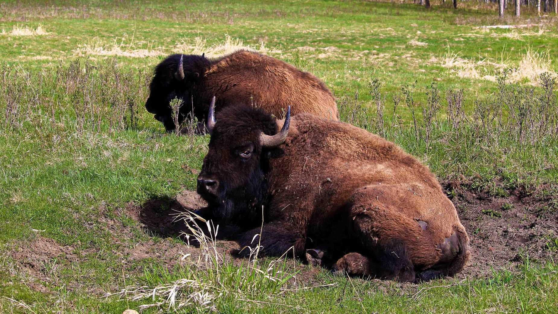 Bisons' wallowing behavior creates depressions in the landscape, something grazing cattle can't replicate. (Akchamczuk / iStock)