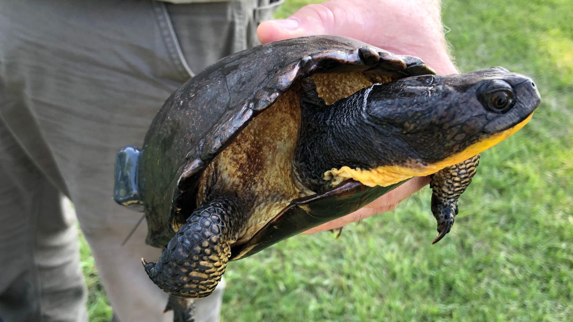 An adult Blanding's turtle, with its telltale yellow chin and throat, makes its home in a Cook County forest preserve wetland. (Patty Wetli / WTTW News)