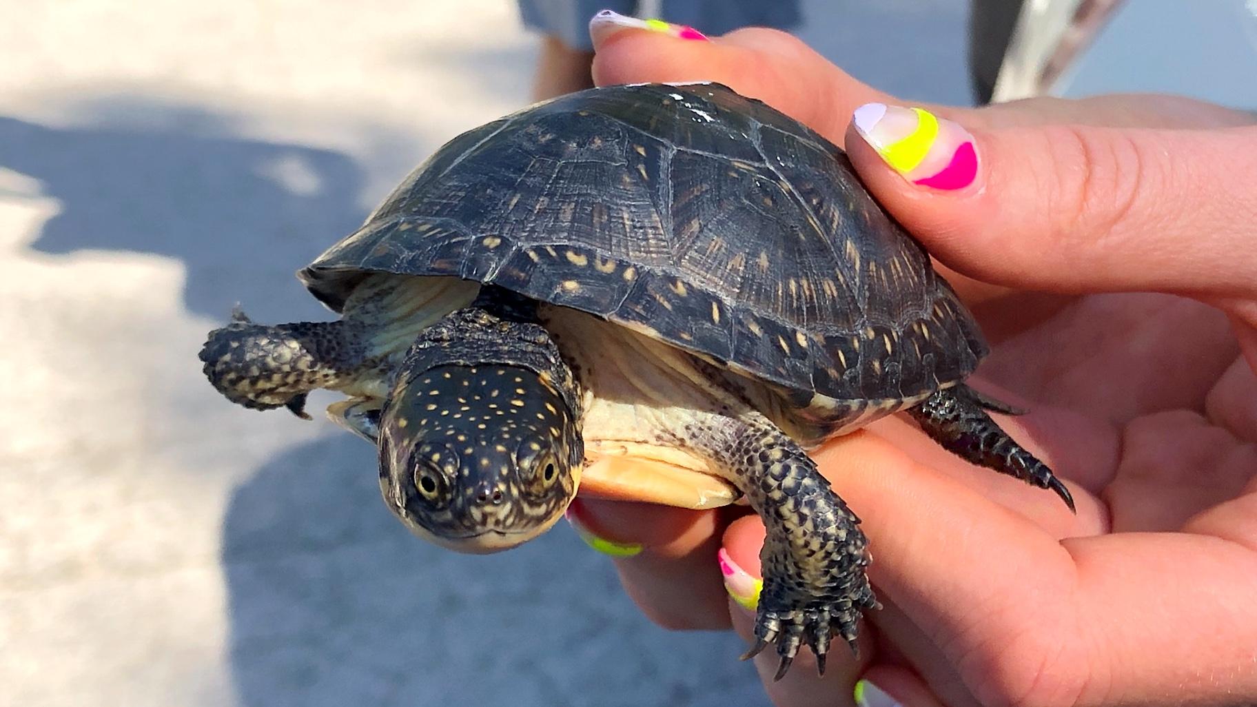 A Blanding’s juvenile turtle reared in a “head start” program and released into the wild. (Patty Wetli / WTTW News)