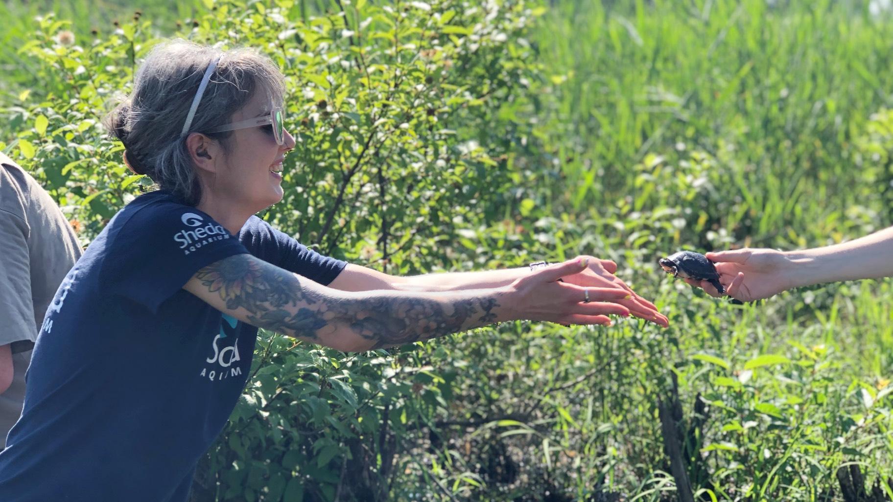 Steph Goehring, an aquarist at Shedd Aquarium, takes a hand-off of a baby Blanding's turtle, to release it into a Cook County forest preserve wetland. (Patty Wetli / WTTW News)