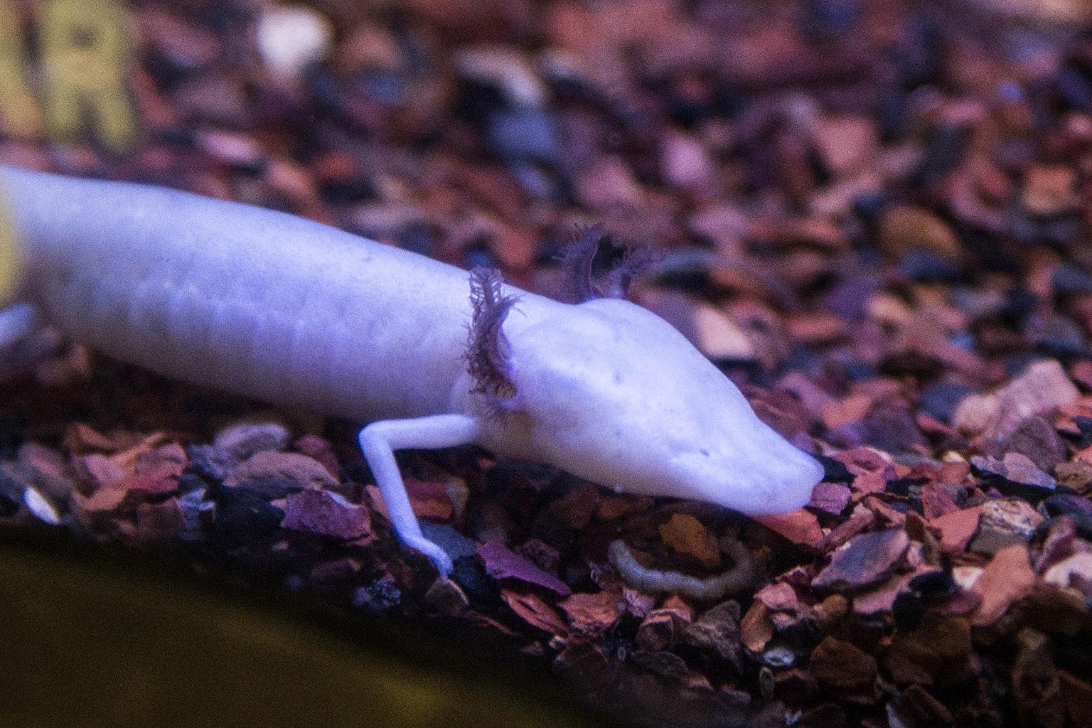 Brookfield Zoo recently welcomed eight Texas blind salamanders, including the one pictured here. (Kelly Tone / Chicago Zoological Society)