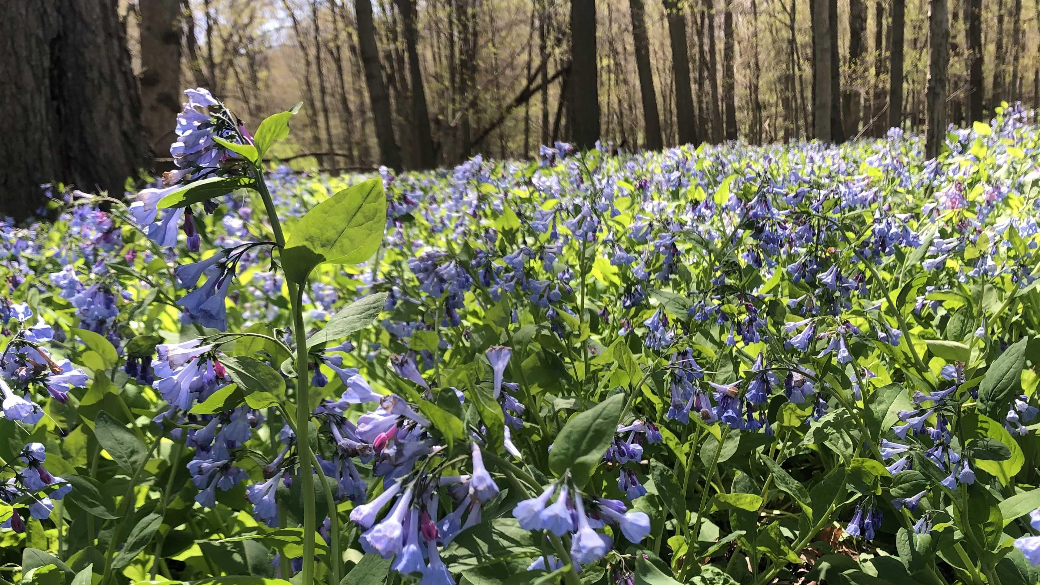Carpets of bluebells in some of the Chicago region's woodlands are among the showiest spring ephemerals. (Patty Wetli / WTTW News)