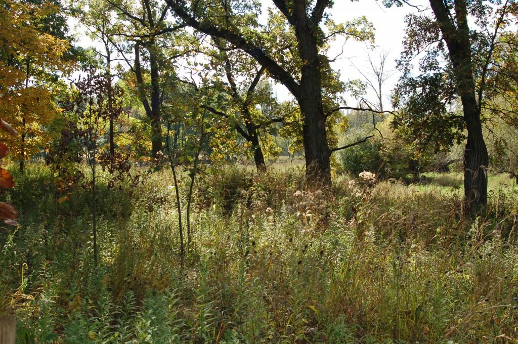 Bluff Spring Fen (Courtesy Forest Preserves of Cook County)