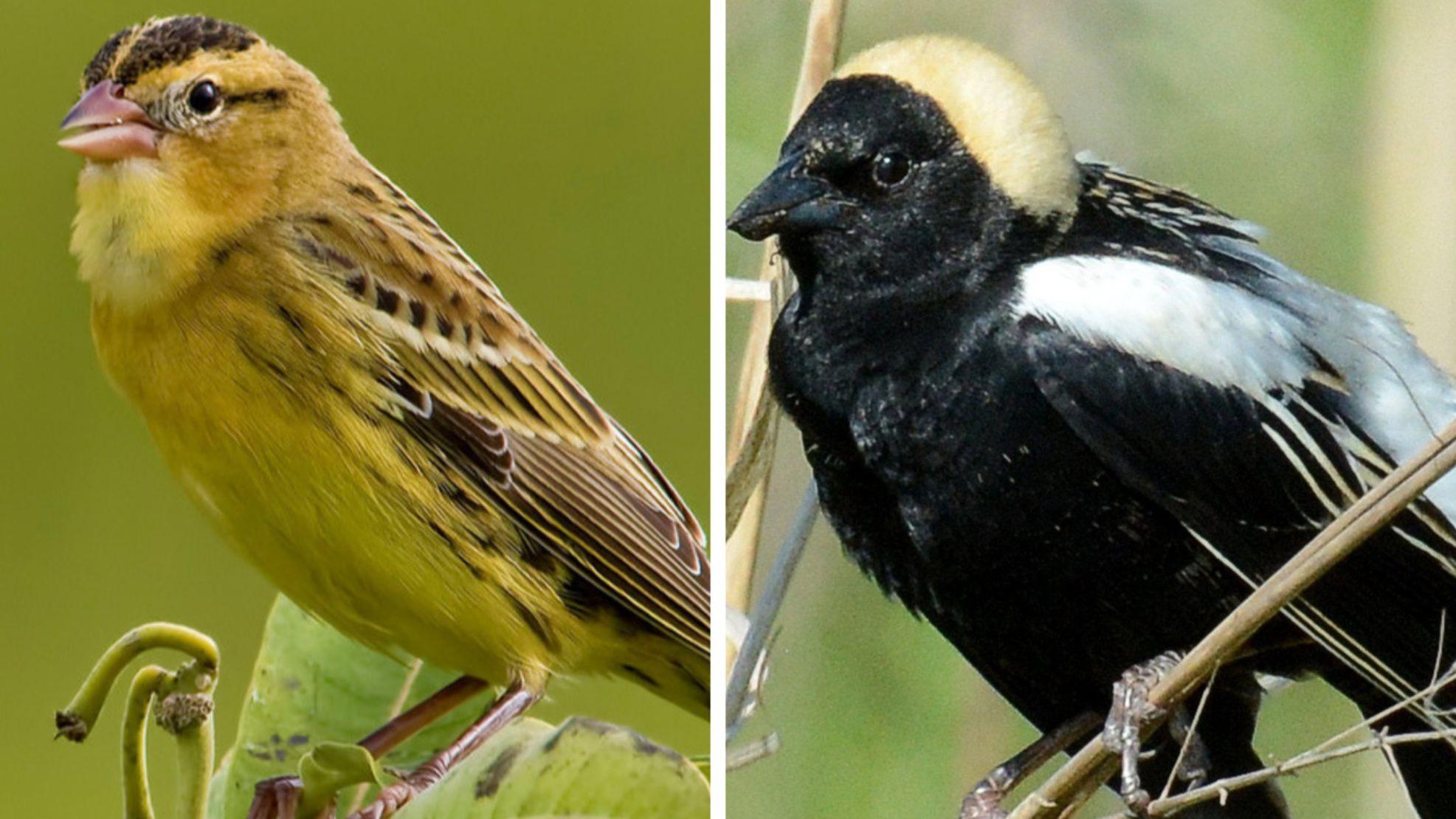 A 100% female bobolink on the left and a 100% male bobolink on the right. (hstiver / iStock; U.S. Fish and Wildlife Service)
