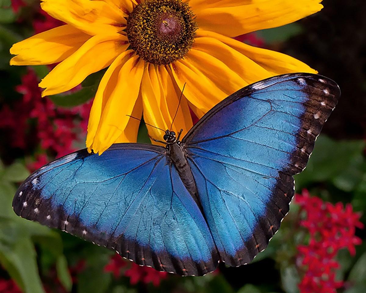 Brazilian butterflies at the Chicago Botanic Garden (Courtesy Chicago Botanic Garden) 